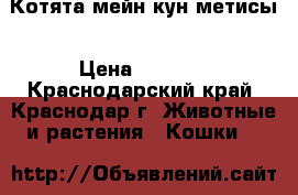 Котята мейн-кун метисы › Цена ­ 7 000 - Краснодарский край, Краснодар г. Животные и растения » Кошки   